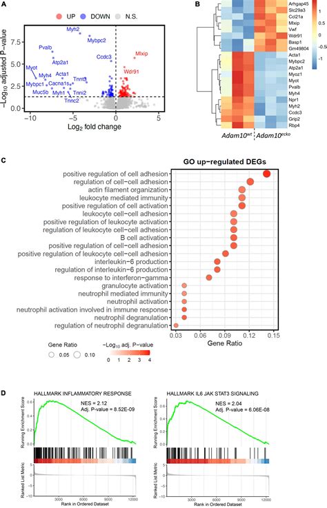 Endothelial Adam Controls Cellular Response To Oxldl And Its