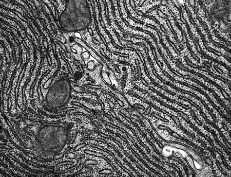 Rough Endoplasmic Reticulum Tem Photograph By Science Photo Library