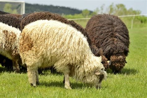 Herd Of Cute Sheep On Meadow In The Mountains Stock Image Image Of