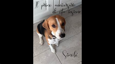 Un Anniversario Importante Anno Insieme A Roy Simob Beagle