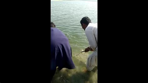 Fish Hunting Amazing Fishing Catching The Big Rohu Fish Youtube