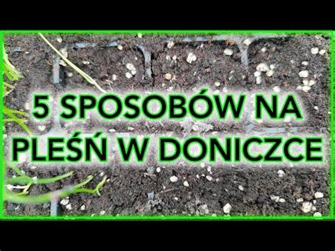 5 SPOSOBÓW JAK ZWALCZYĆ PLEŚŃ W DONICZCE Pleśń na sadzonkach Pleśń na