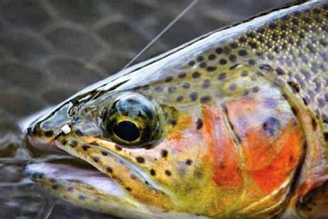 Where to Fly Fish on the Colorado River, CO (Maps, Flies and Way More ...