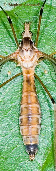 Crane Fly Resting On Leaf Tipula Senega Bugguide Net