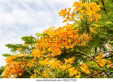 Yellow Royal Poinciana On Tree Stock Photo Edit Now 202677103