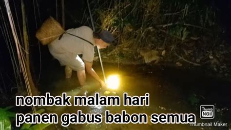 Nombak Malam Hari Pesta Ikan Gabus Babon YouTube