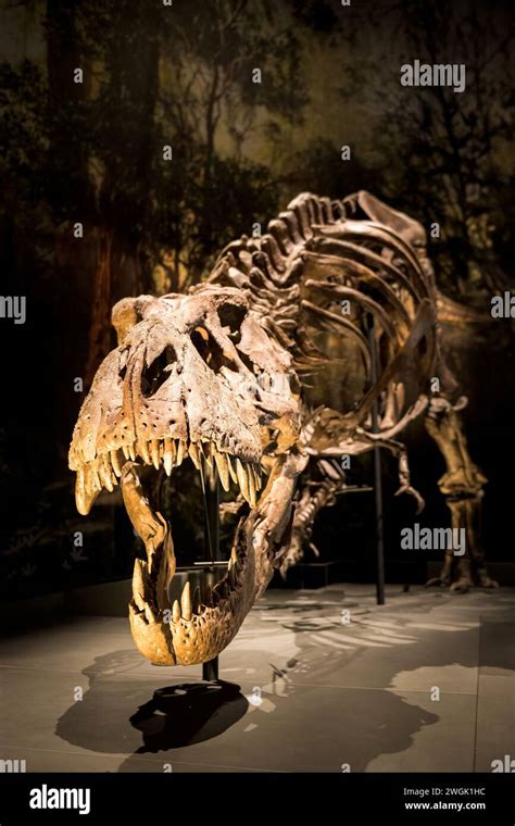 tyrannosaurus rex skeleton Stock Photo - Alamy