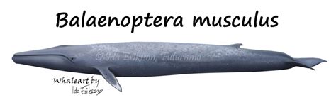 Blue Whale Fact Sheet Azores Whales