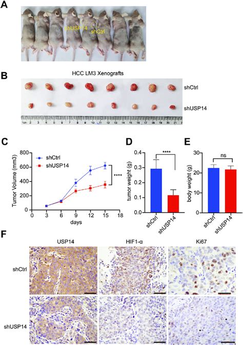 USP14 Depletion Suppresses HCC Cell Growth In Mice A BALB C Nude Mice