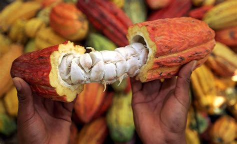 Expertos Surcoreanos Impulsan Producción Moderna Del Cacao En Honduras