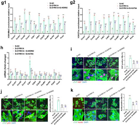 Inhibition Of DYRK1A Via Histone Modification Promotes Cardiomyocyte