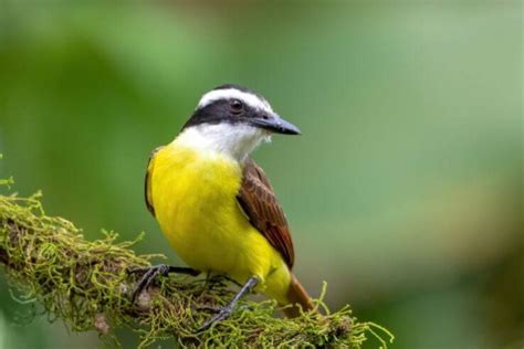 13 Beautiful Birds in Mexico (With Pictures) - Avibirds.com