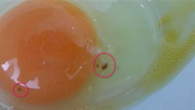 Se Pueden Comer Los Huevos Con Restos De Sangre Cobardes Y Gallinas