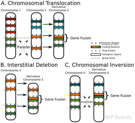 一文搞懂基因融合（gene Fusion）的定义、产生机制及鉴定方法 知乎