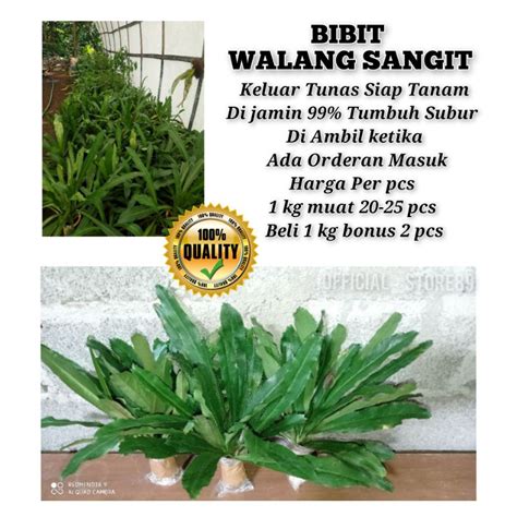 Jual BIBIT UNGGUL TANAMAN WALANG SANGIT PER PCS Shopee Indonesia