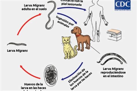 Larva Migrans S Ntomas C Mo Se Contagia Y Tratamiento Con