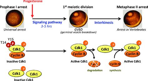 Xenopus Oocyte Maturation