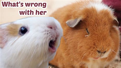 13 Guinea Pig Behaviors And Their Meaning Youtube