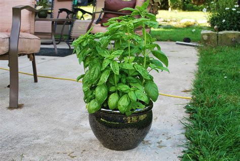 Best Soil For Growing Basil In Pots At Larry Emilie Blog