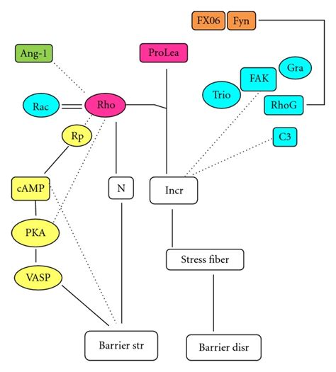 The role of focal adhesion kinase, its associated proteins, Rho ...