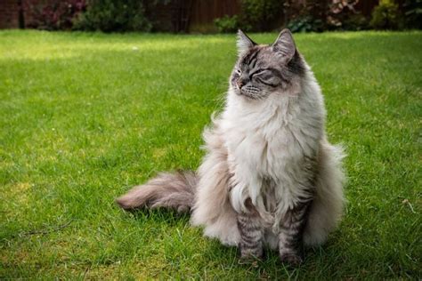 Types Of Ragdoll Colors And Coat Patterns Youll Love Cat