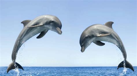 100+ Best Dolphin Names For Marine Mammals