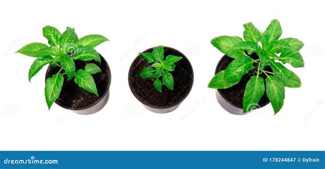 Pepper Plants In A Pot Isolated On A White Background Seedlings Of