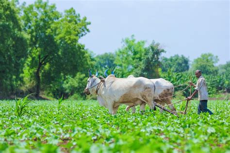 Premium Photo | Indian farming technique