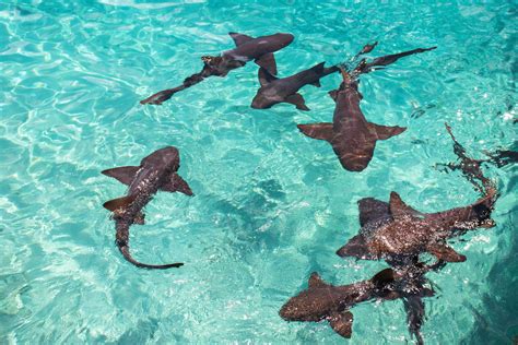 How To Go Swimming With Sharks Bahamas At Compass Cay