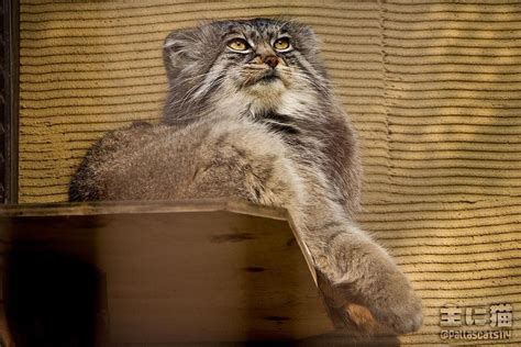 主に猫s Instagram Photo “旭山動物園 グルーシャ マヌルネコ 動物園 旭川 Asahiyamazoo