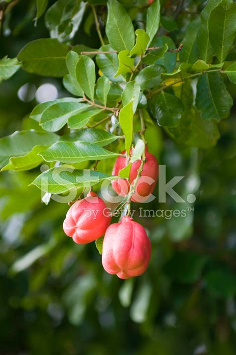 Ackee Fruit Stock Photo | Royalty-Free | FreeImages