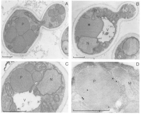 Figure 1 From The Hansenula Polymorpha PER1 Gene Is Essential For