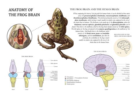 Anatomy of the Frog Brain on Behance