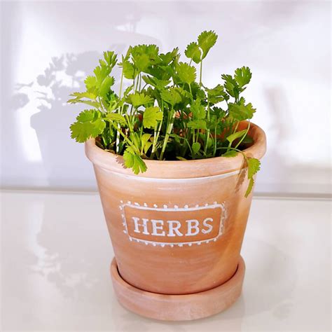 Buy Terracotta Herb Planter Online