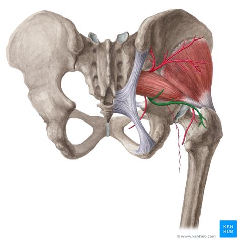 Inferior gluteal artery: Anatomy, branches, supply | Kenhub