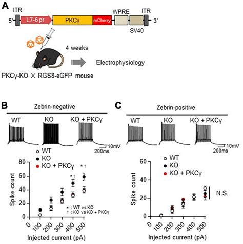 Frontiers Protein kinase Cγ negatively regulates the intrinsic