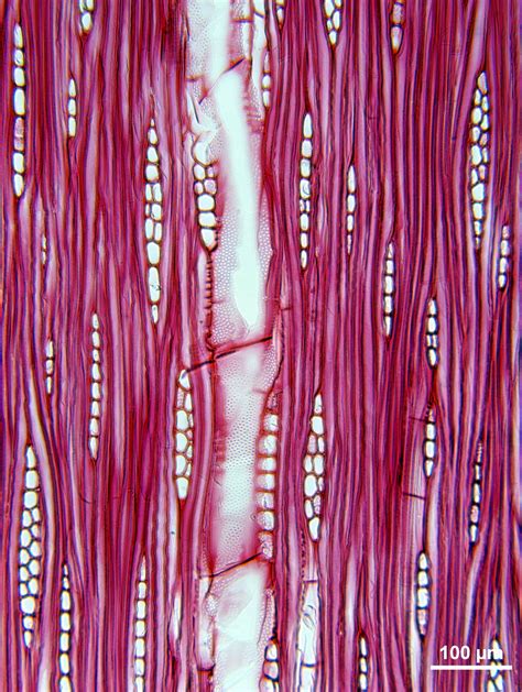 OLEACEAE Fraxinus uhdei - Insidewood Images