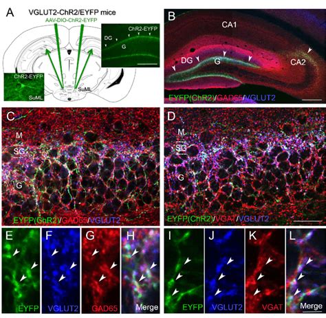 Neurochemical Features Of Axon Terminals From Suml Neurons Innervating