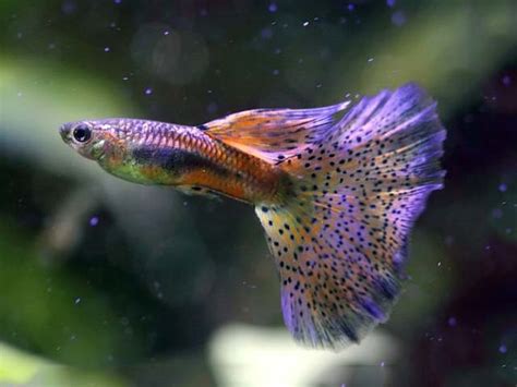 Different Types Of Guppy Fish Guppies With Pictures Fish Guppy