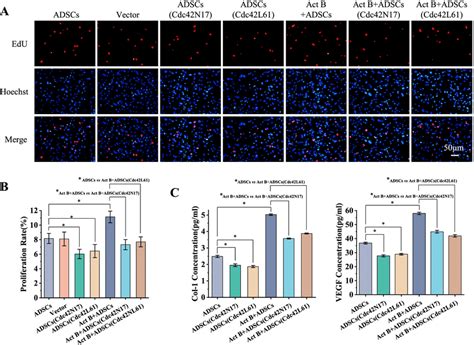 Cdc42 Regulates Activin B Mediated Adscs’ Proliferation And Secretion Download Scientific