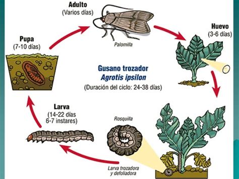 Ciclo Biológico Algunos Insectos Plagas Iala