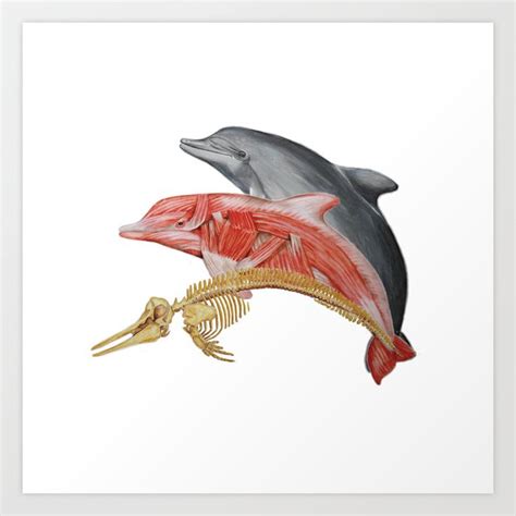 Dolphin anatomy Art Print by Georgia Leigh | Society6