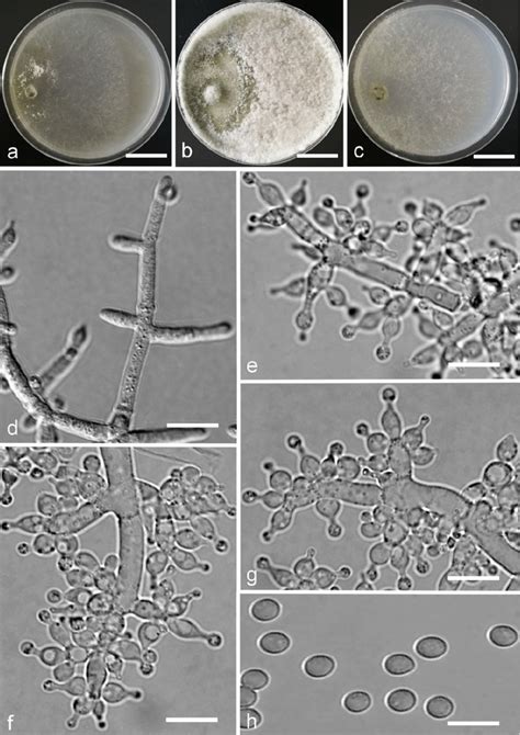 Trichoderma Asiaticum YMF 1 00352 A C Cultures After 7 D At 25 C