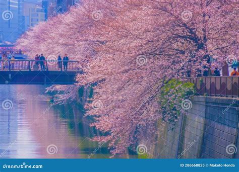 Cherry Blossoms Along the Meguro River Stock Image - Image of cherry ...