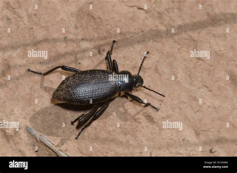 Desert Stink Beetle Hi Res Stock Photography And Images Alamy