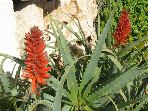 Aloe Arborescens Torch Aloe Octopus Plant World Of Succulents