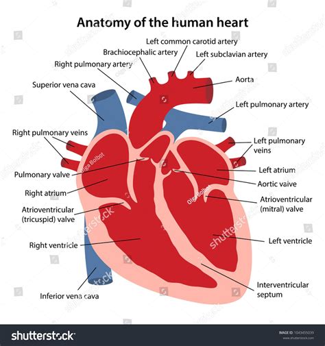 View Heart Diagram Labeled Anatomy Background | Anatomy of Diagram