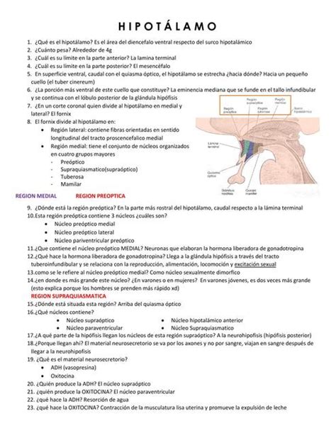 Anatomía del Hipotálamo Alejandra Avila uDocz