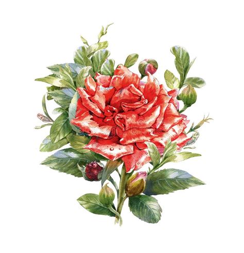 Watercolor Painting Of Flower Rose On White Background Stock