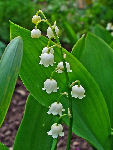 How To Grow Lily Of The Valley A Cottage Garden Favorite Dengarden